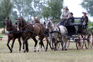 PAULI (Schimmel) v. Prinz Oldenburg x Solar/T. - erfolgreichstes 8-jähriges Mecklenburger Fahrpferd. Foto: Wego
